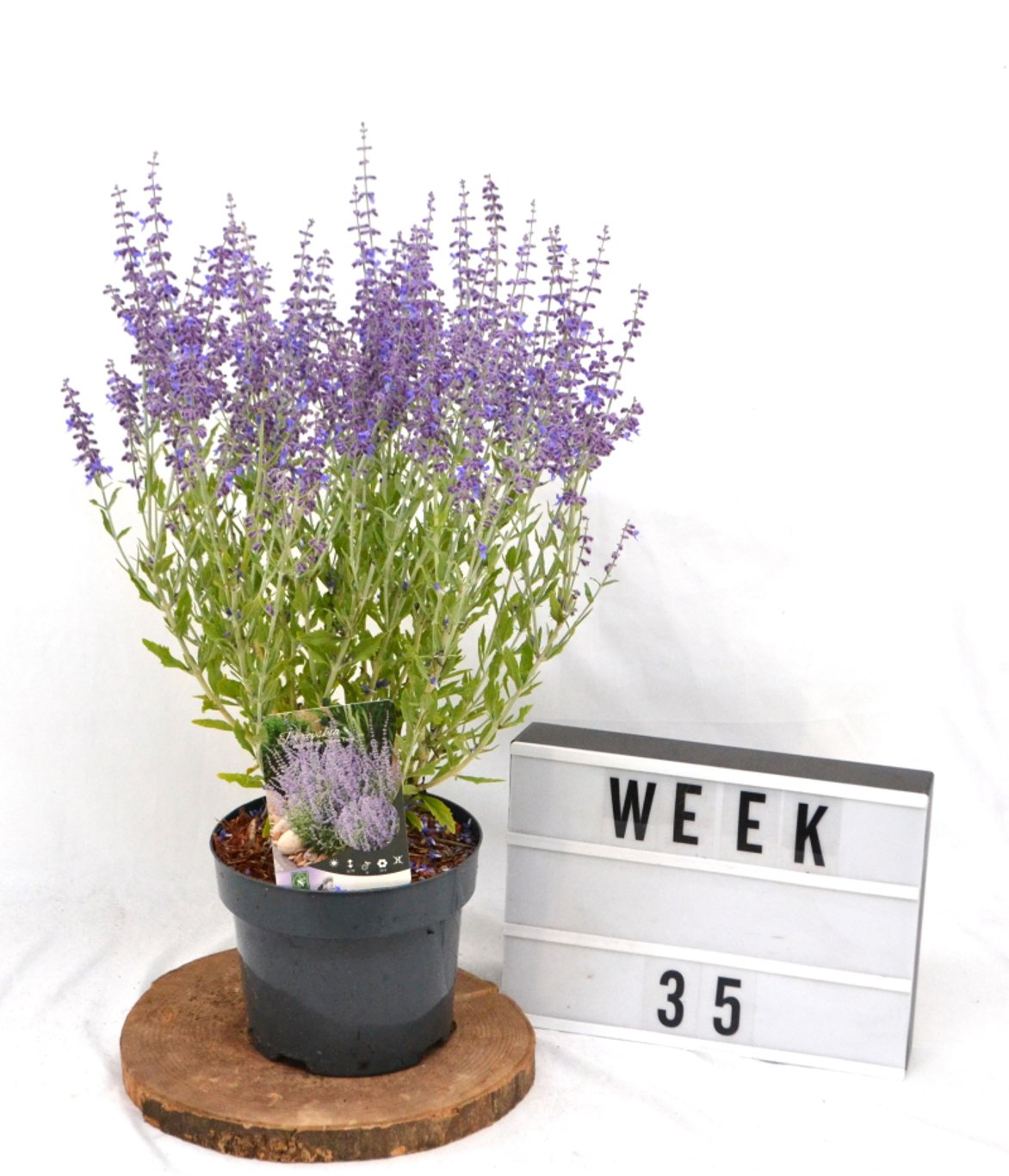 Perovskia atripl. 'Prime Time' - C3 20-40 CM